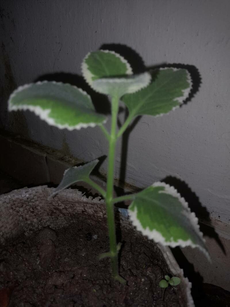 Coleus madagascariensis bark