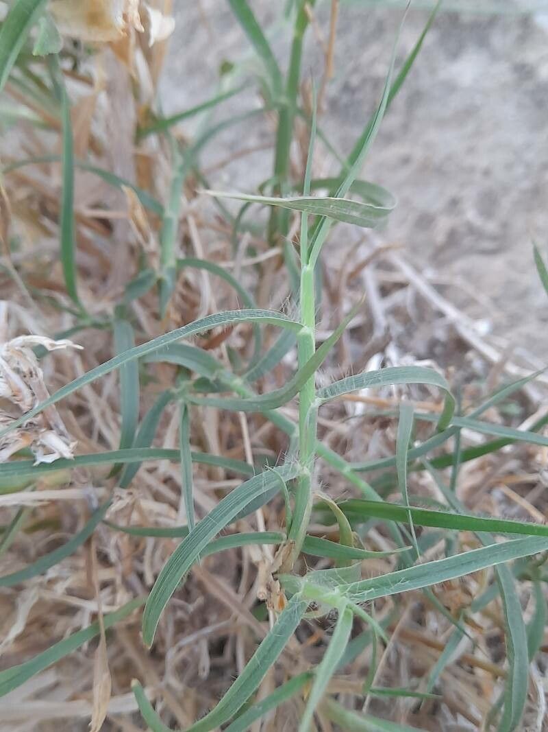 Pennisetum flaccidum — search result for 'Pennisetum'