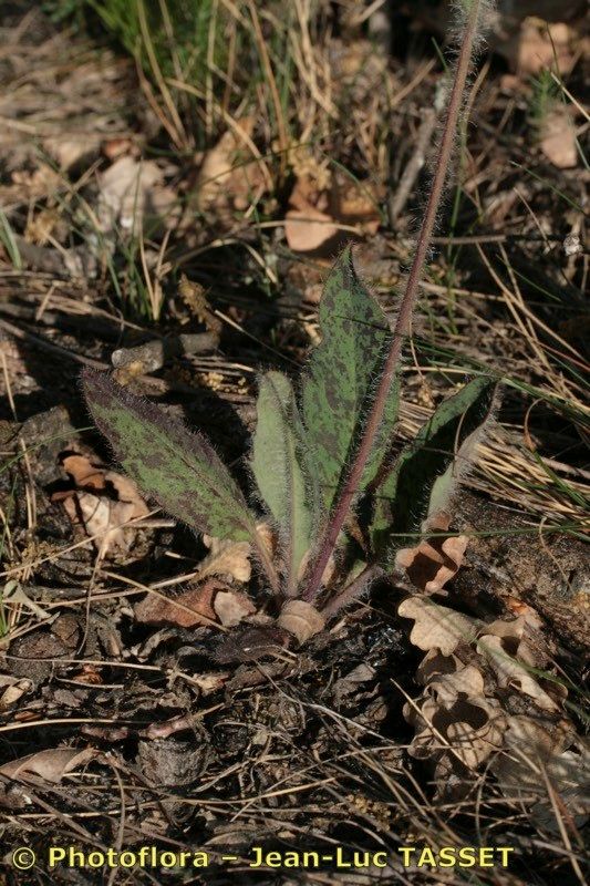 Hieracium recensitum — houseplant care guide