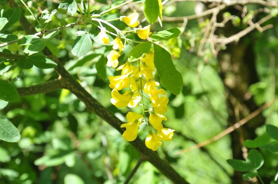 Laburnum alpinum flower