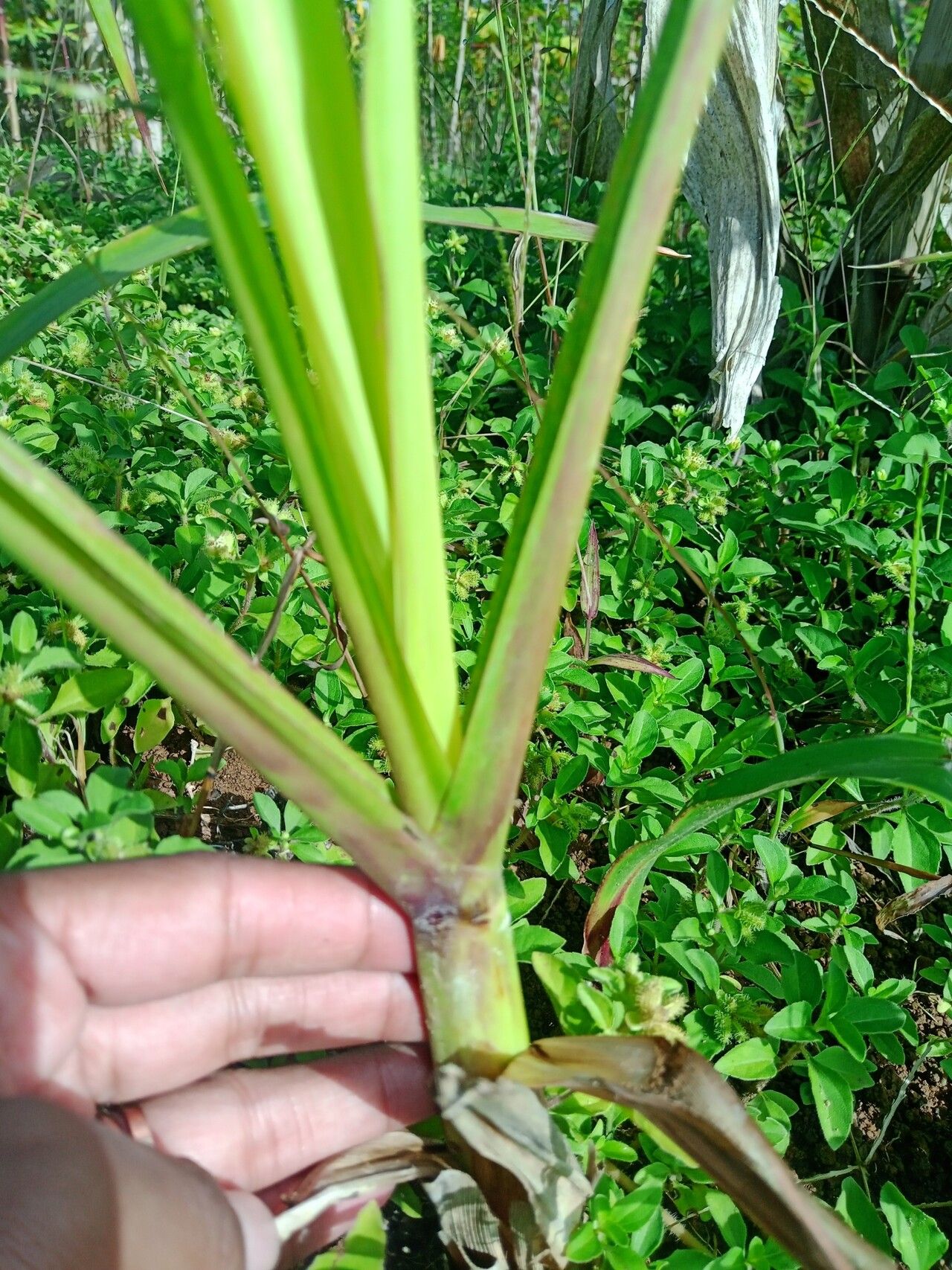 Tripsacum laxum bark