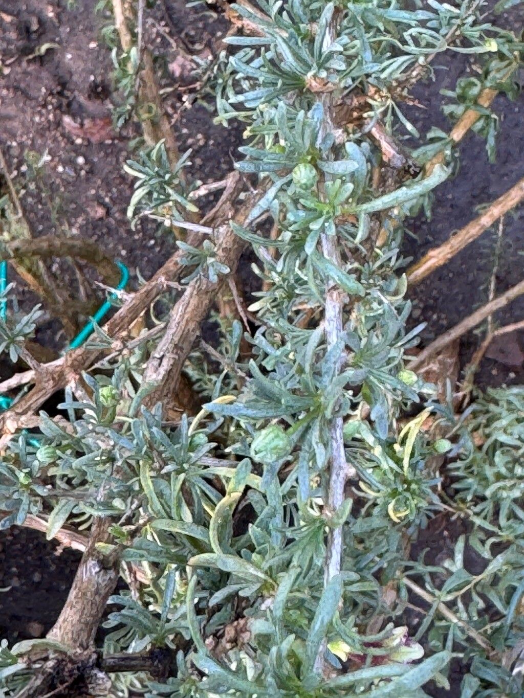 Lycium afrum — related species from the same genus