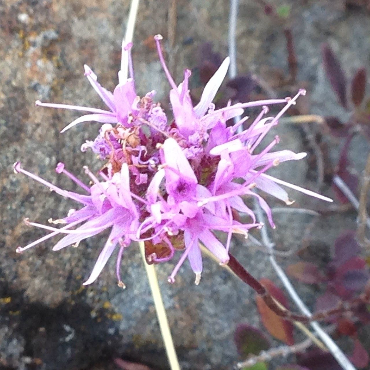 Monardella purpurea — houseplant care guide