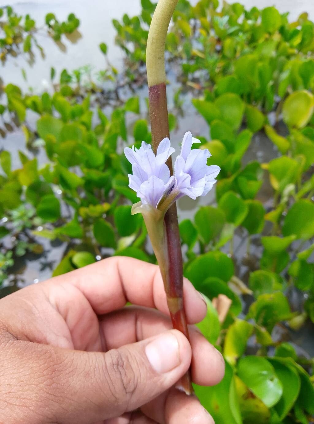 Pontederia heterosperma flower