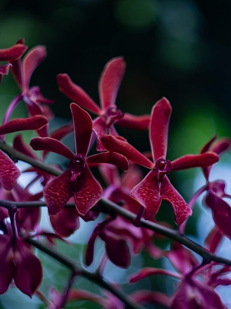 Renanthera coccinea — related species from the same genus