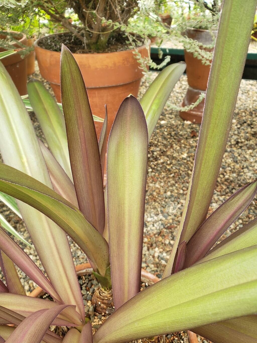 Eucomis regia — search result for 'Eucomis'