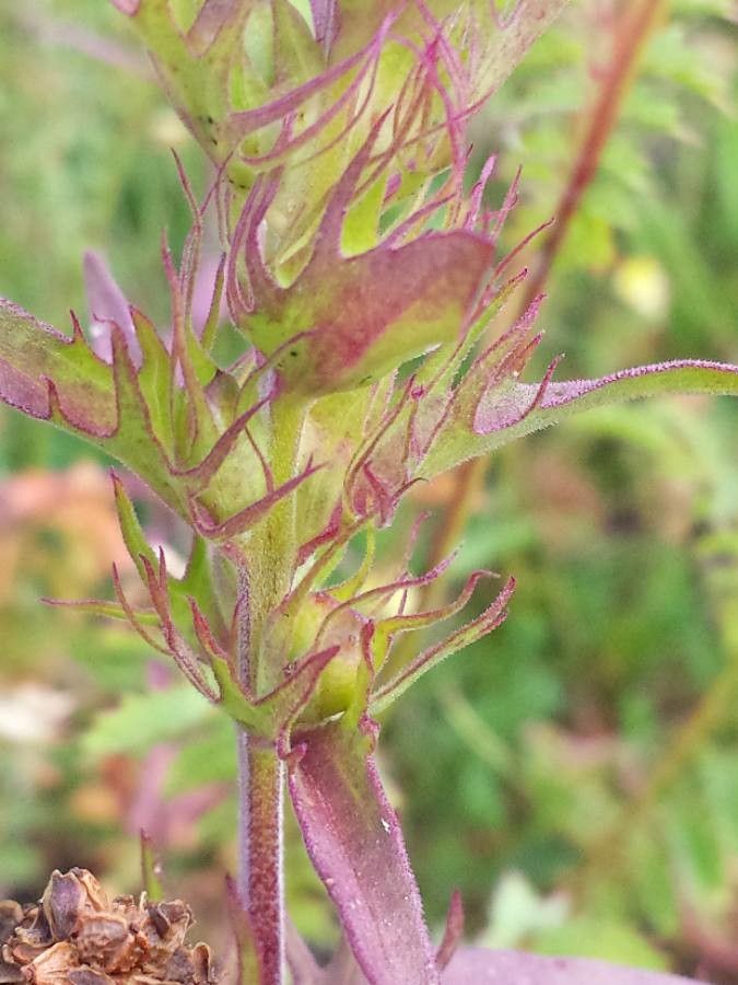 Melampyrum arvense fruit