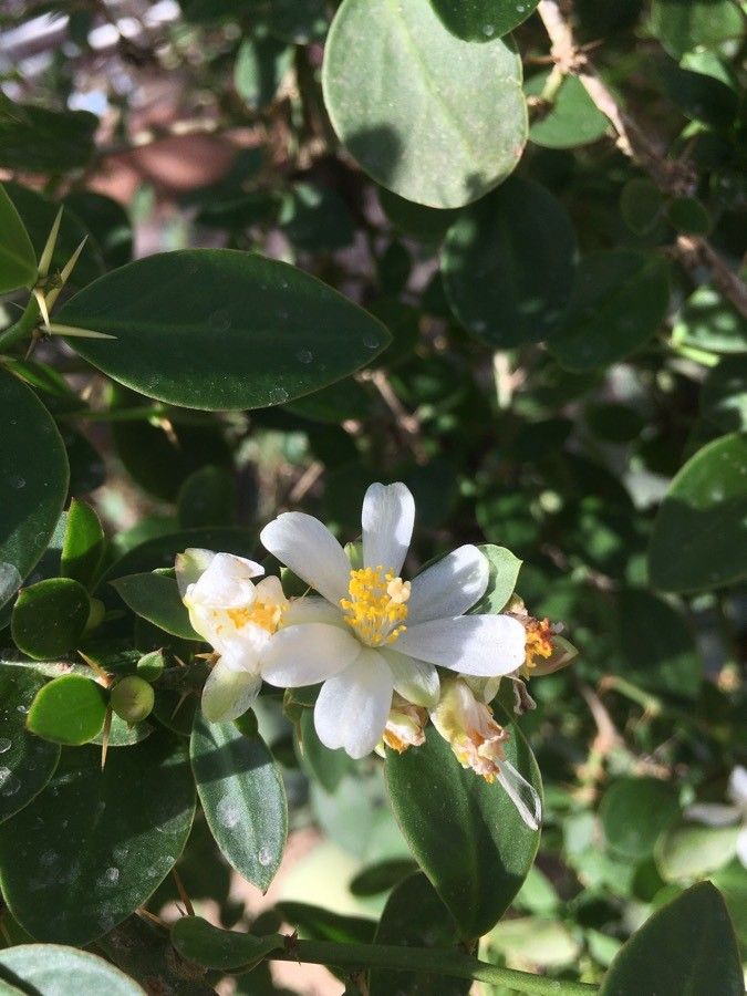Pereskia weberiana flower