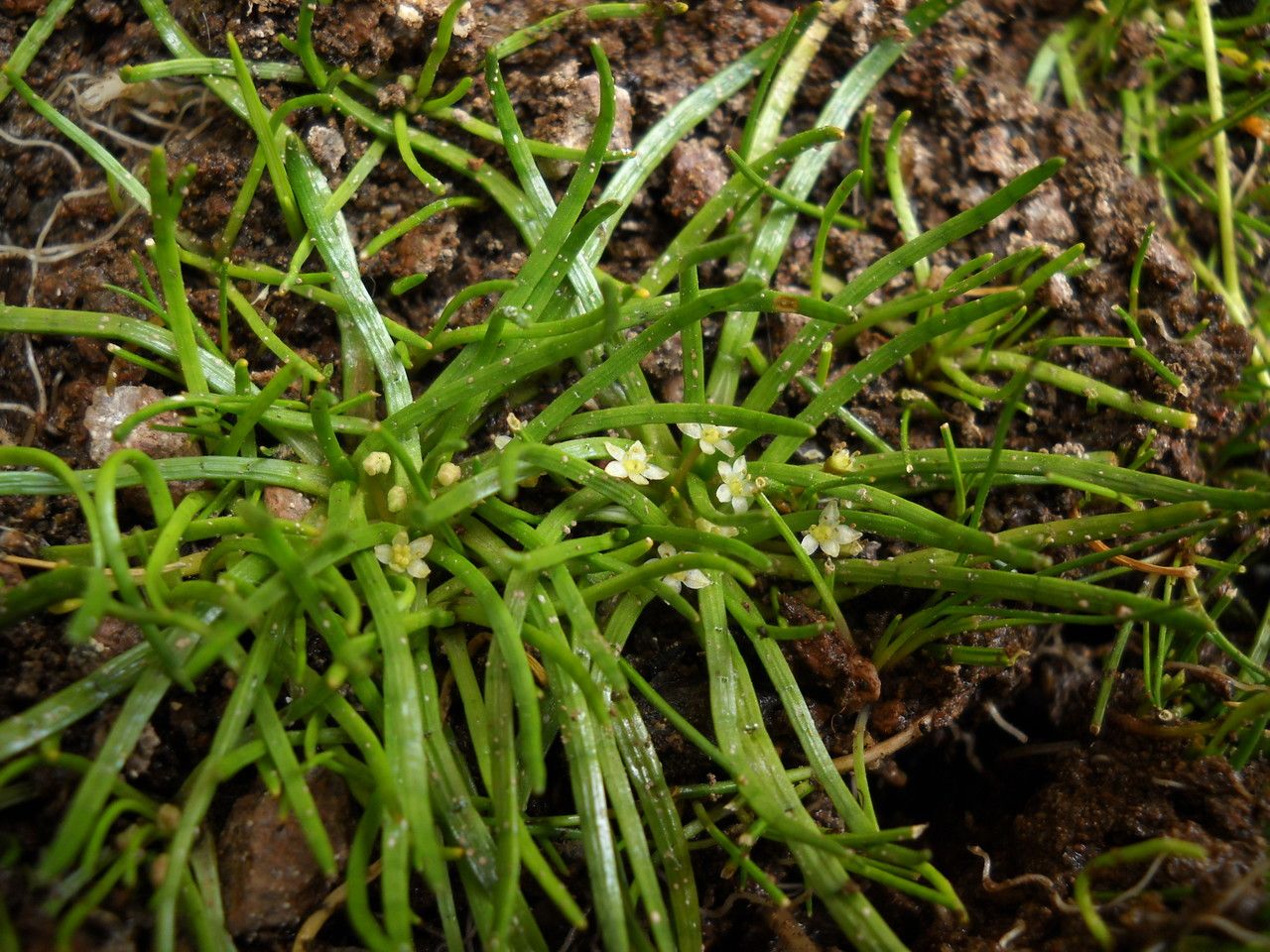 Lilaeopsis macloviana habit