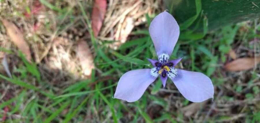 Herbertia lahue other