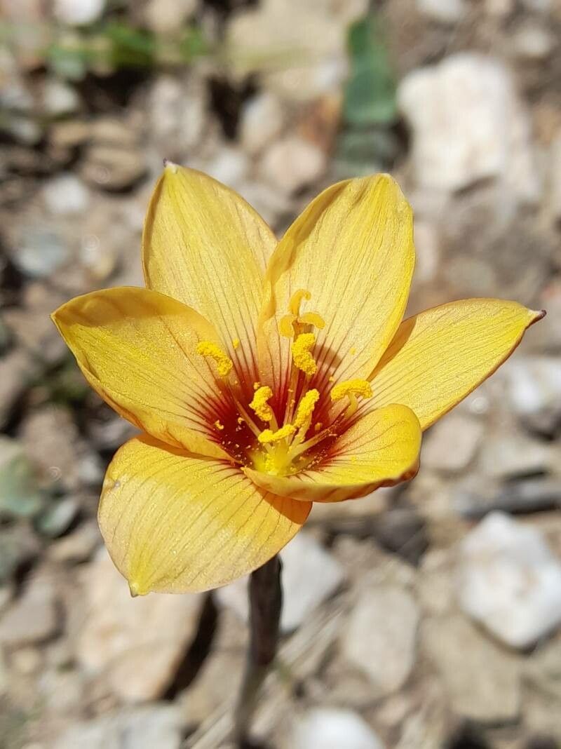Zephyranthes tubispatha flower