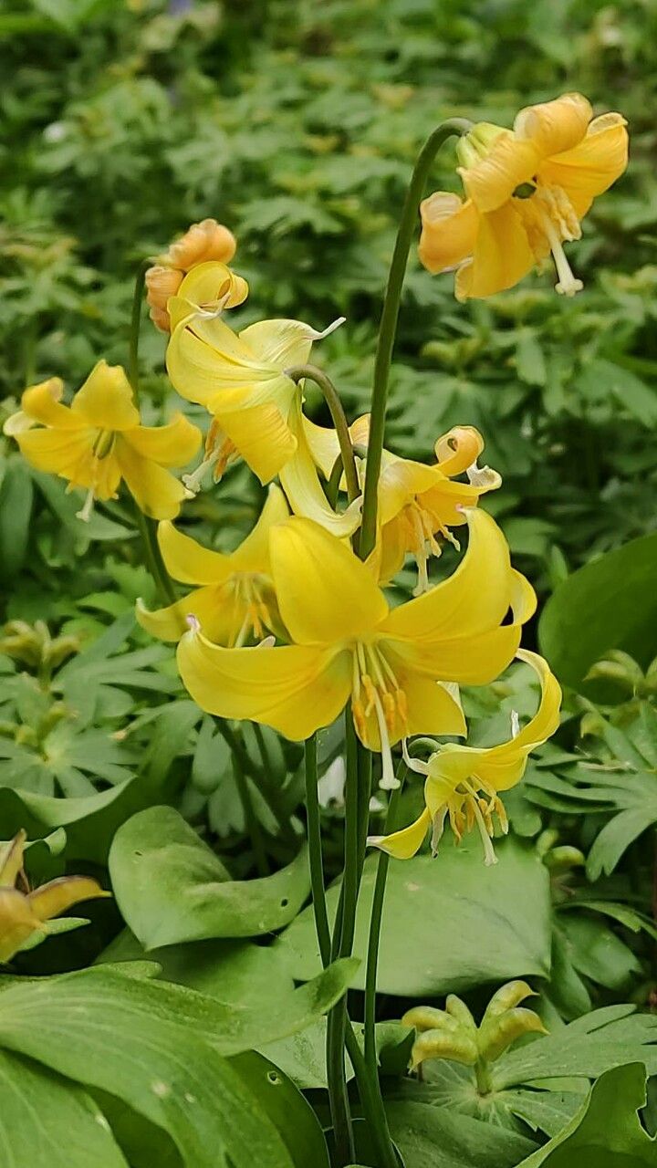 Erythronium tuolumnense flower