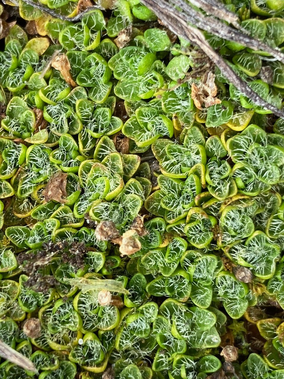 Ourisia muscosa leaf