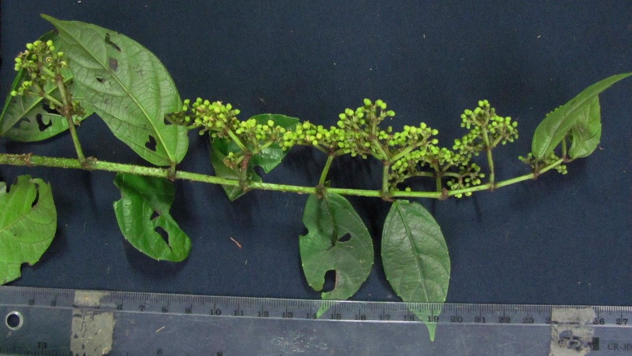 Cissus brevipes — houseplant care guide