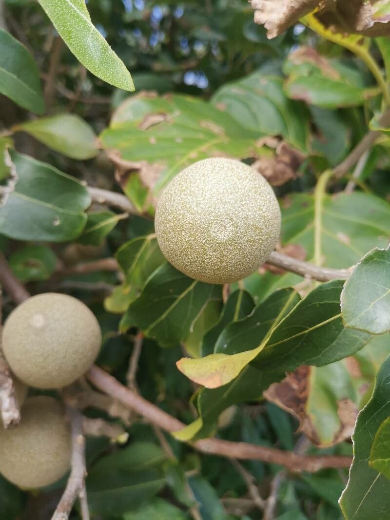 Morisonia americana fruit
