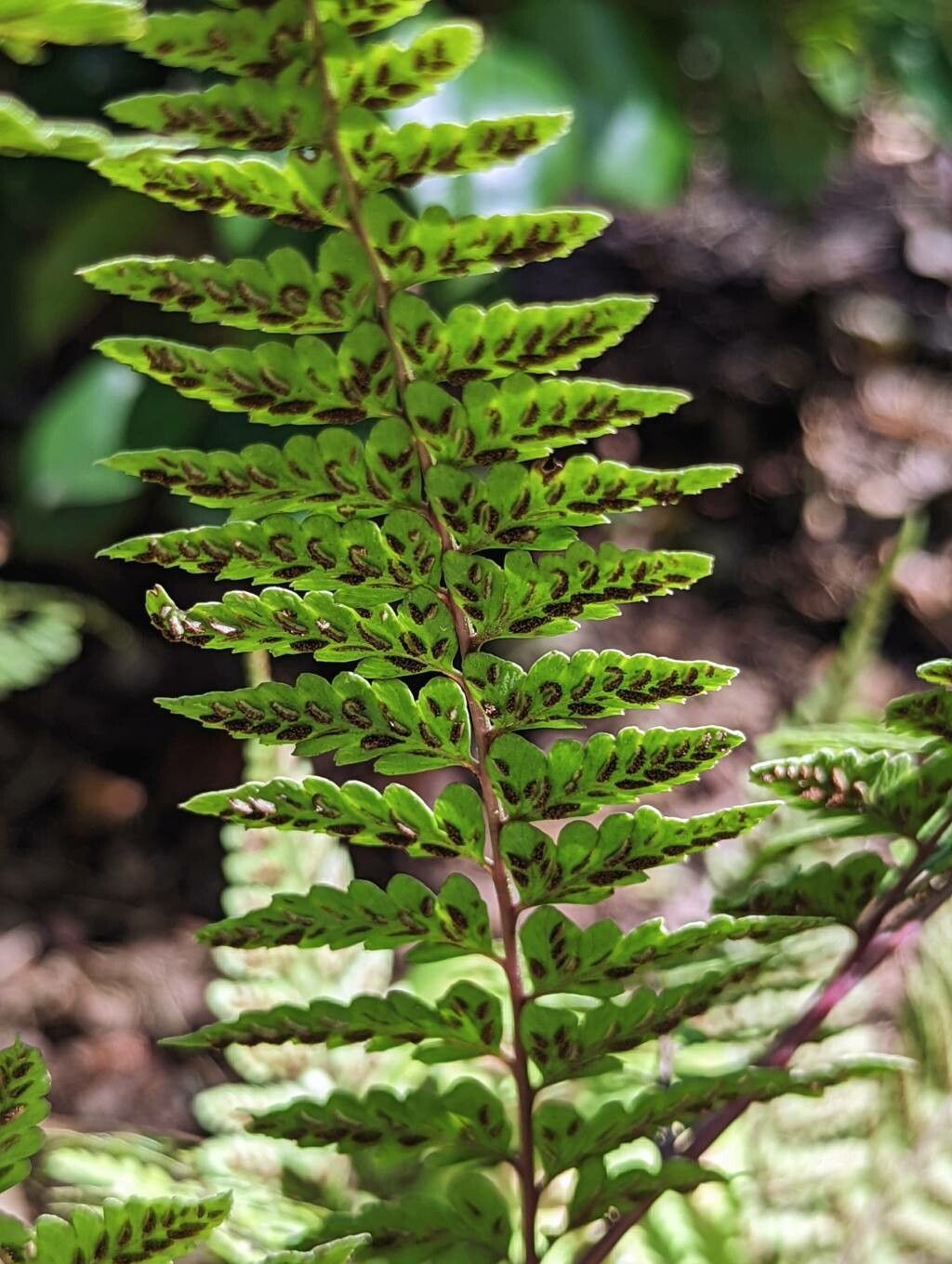 Athyrium otophorum fruit