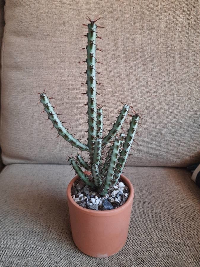 Euphorbia aeruginosa bark