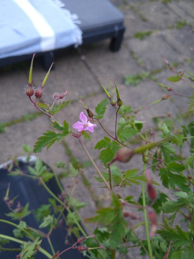 Geranium yeoi — houseplant care guide