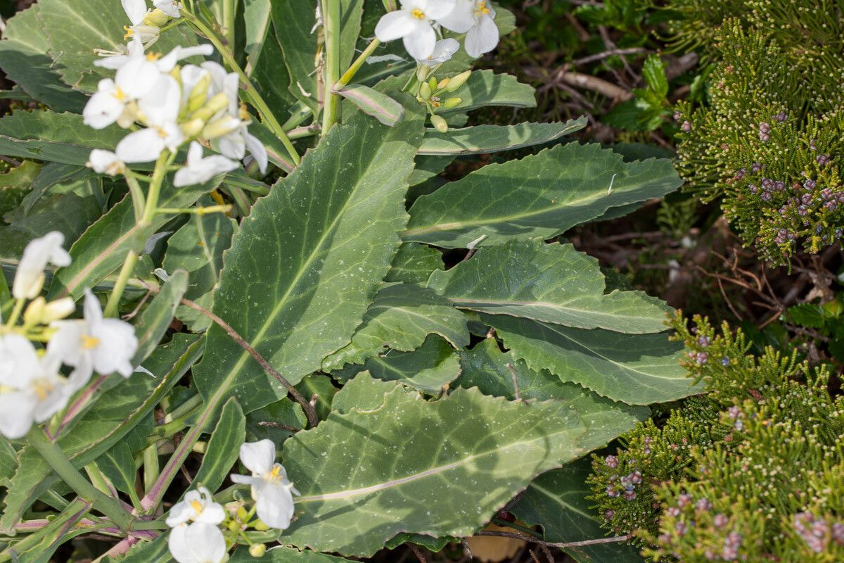Brassica insularis — search result for 'Brassica'