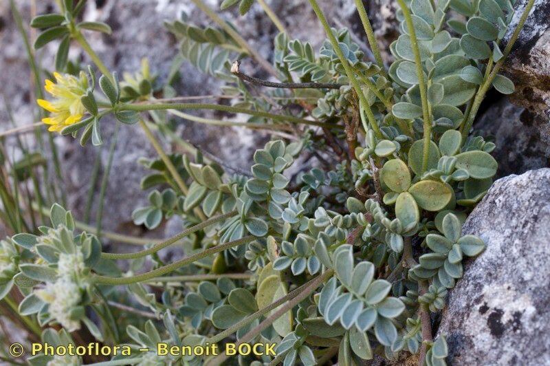 Anthyllis ramburei other