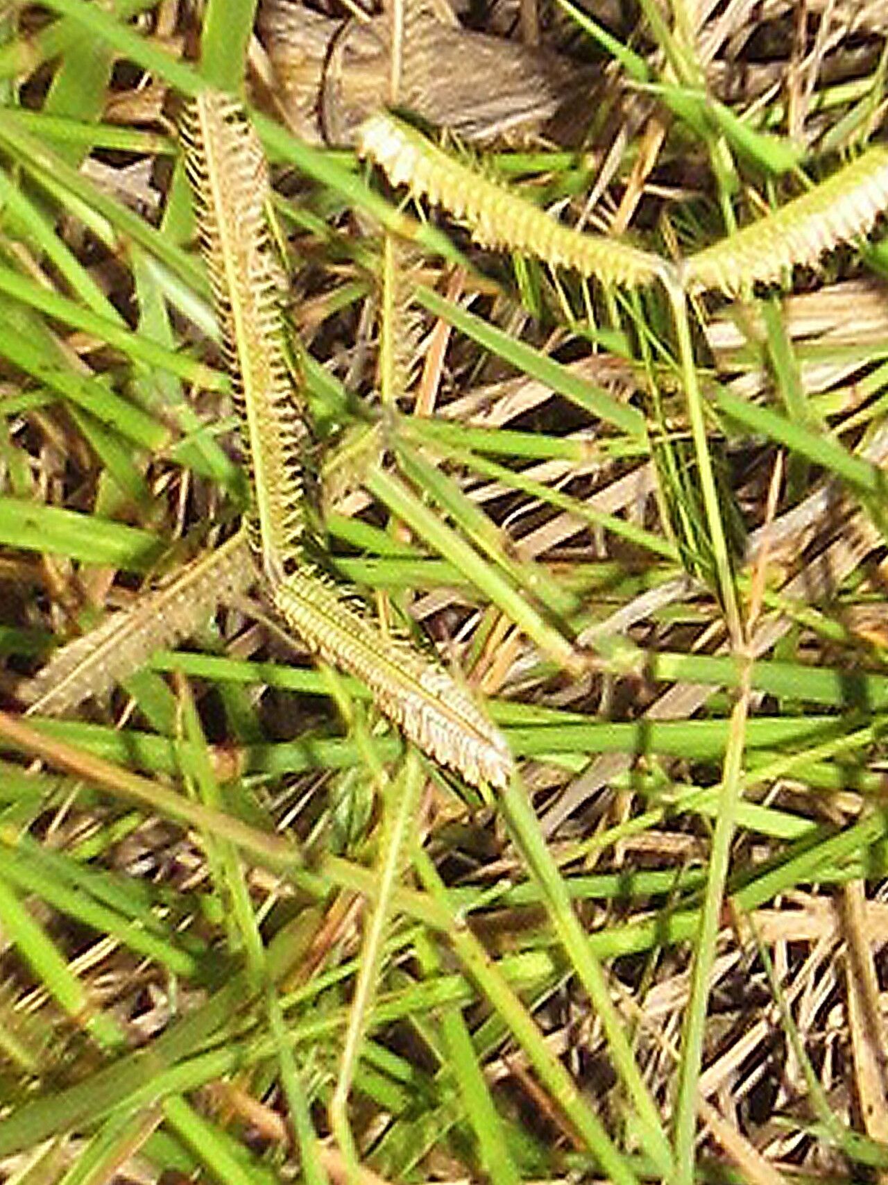 Dactyloctenium geminatum — search result for 'Sudan'