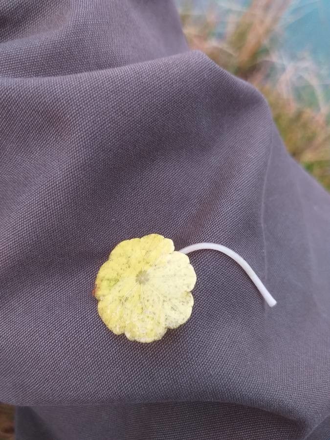 Hydrocotyle vulgaris leaf