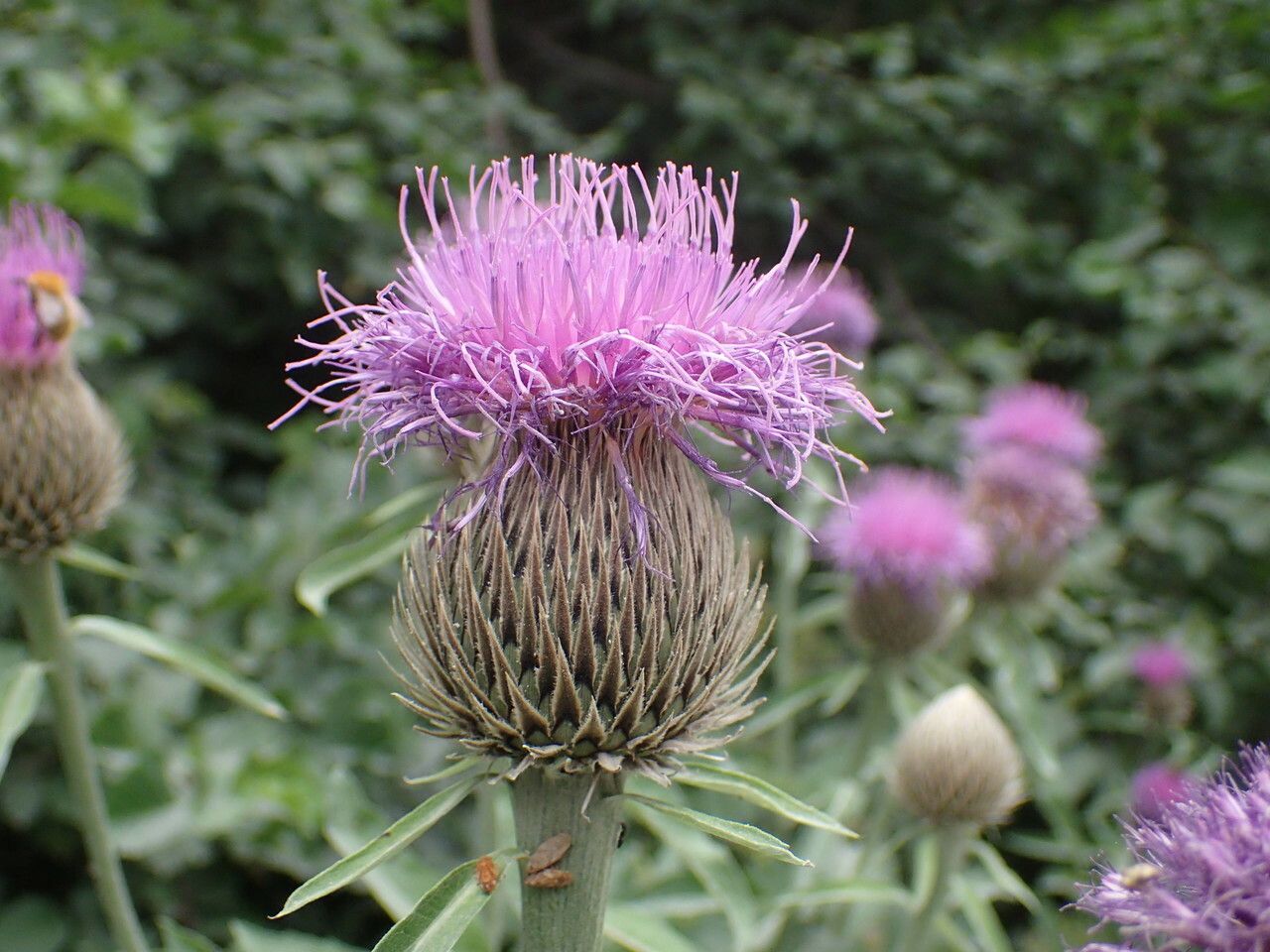 Centaurea centauroides flower