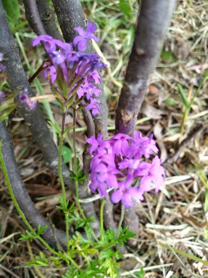 Glandularia dissecta flower