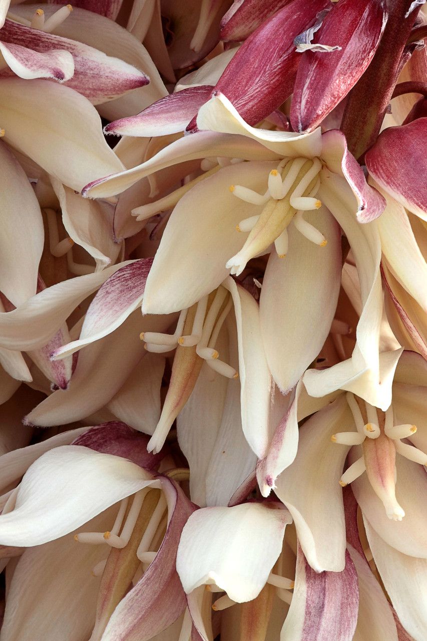 Yucca faxoniana flower