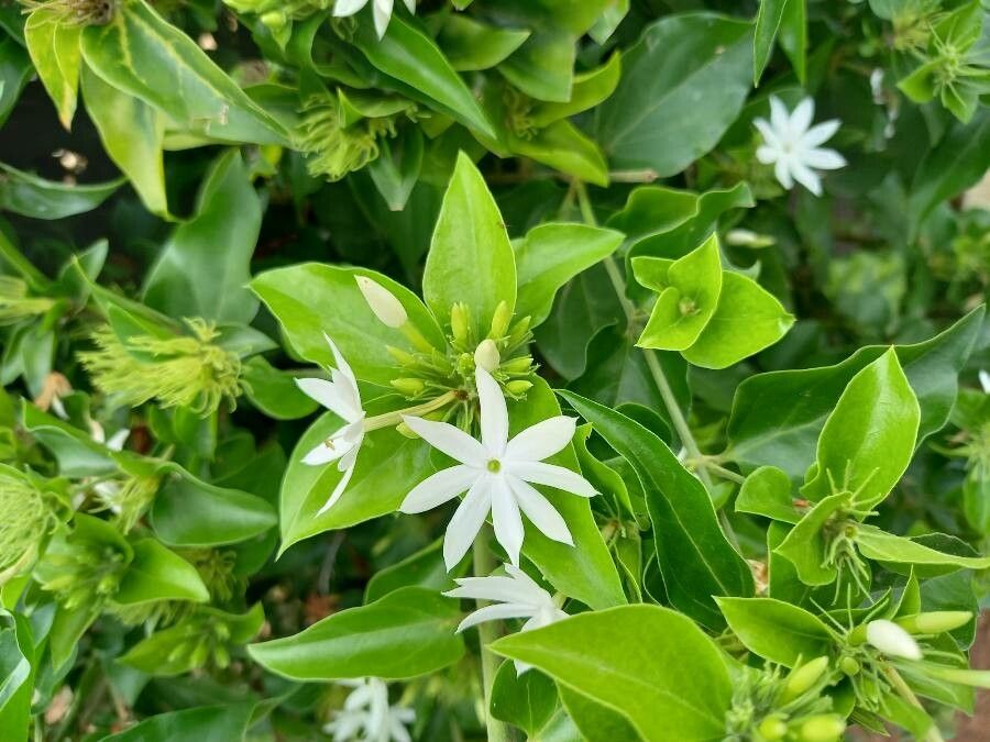Jasminum multiflorum — search result for 'Oleaceae'