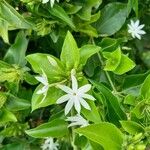 Jasminum multiflorum