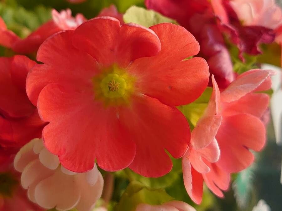 Primula obconica flower