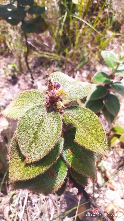 Clidemia sericea — search result for 'Clidemia'