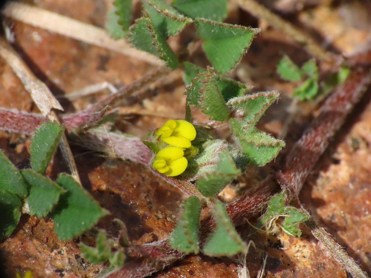 Medicago monspeliaca flower