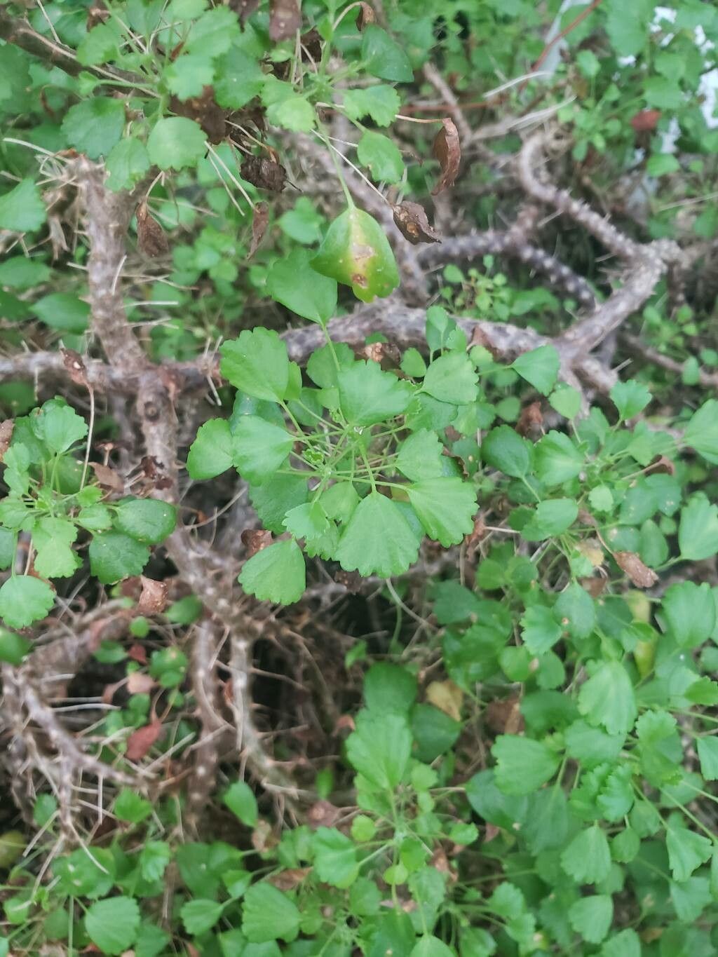 Pelargonium xerophyton — houseplant care guide
