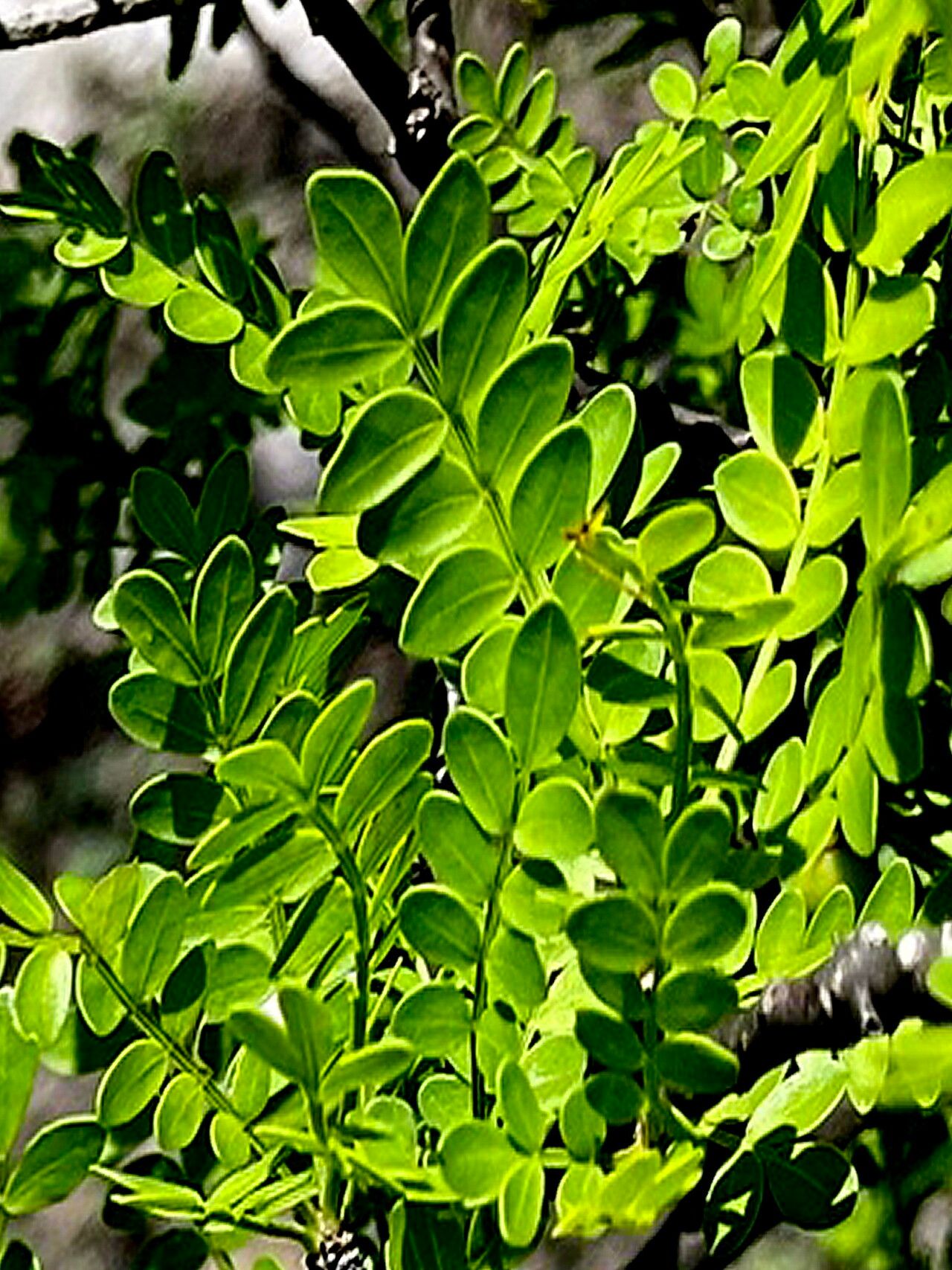 Bursera aptera — related species from the same genus