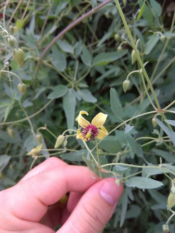 Clematis glauca flower