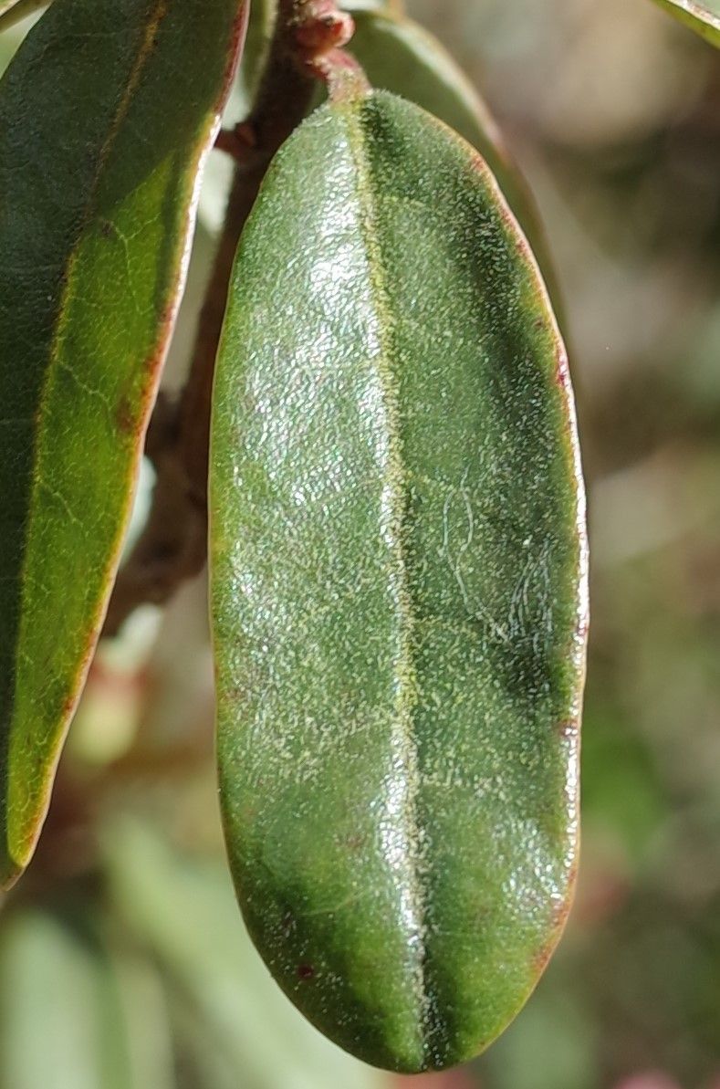 Rhododendron hemitrichotum — houseplant care guide