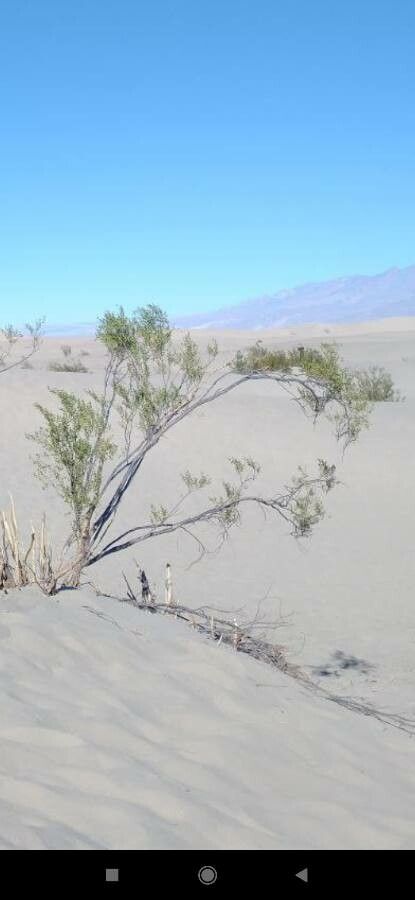 Adenostoma sparsifolium — houseplant care guide