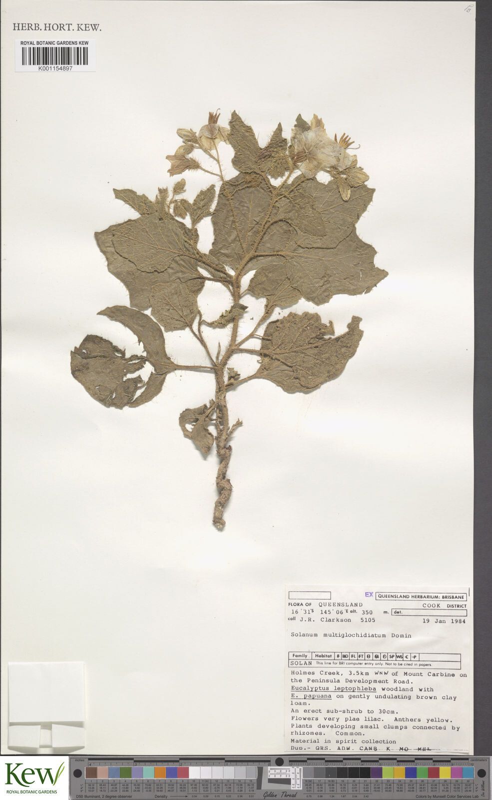 Solanum multiglochidiatum — houseplant care guide