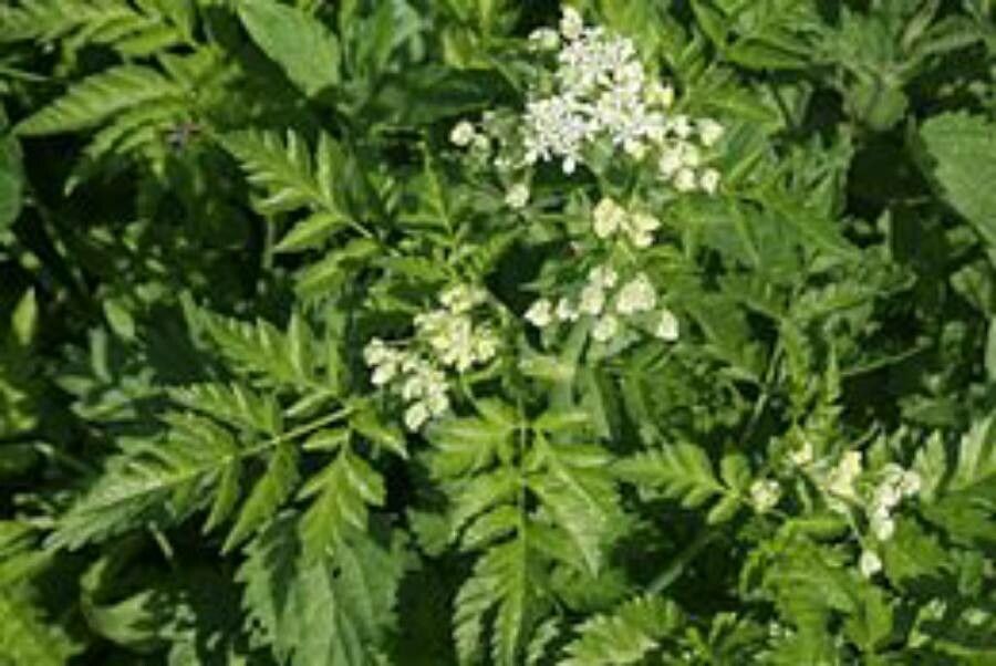 Anthriscus nitida leaf