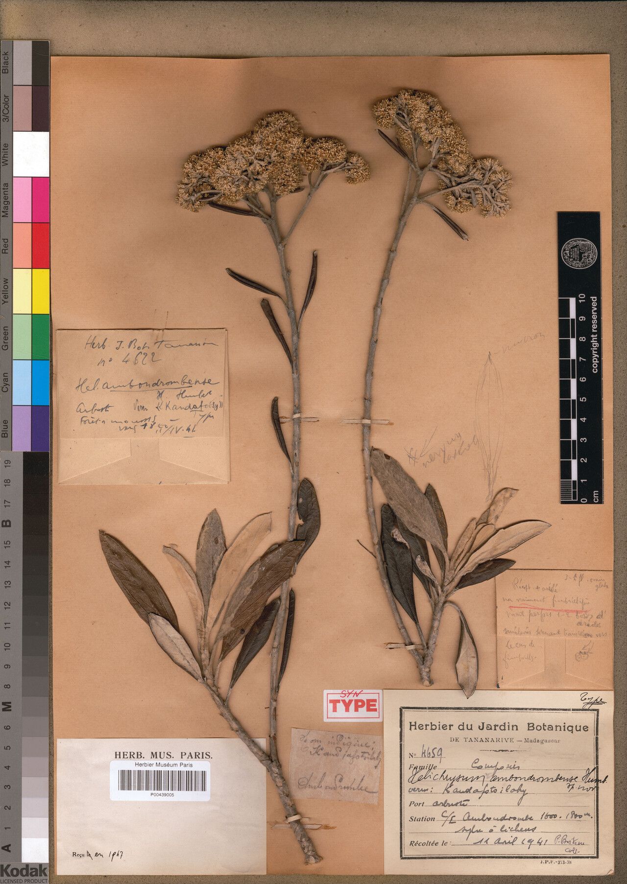 Helichrysum ambondrombeense — houseplant care guide