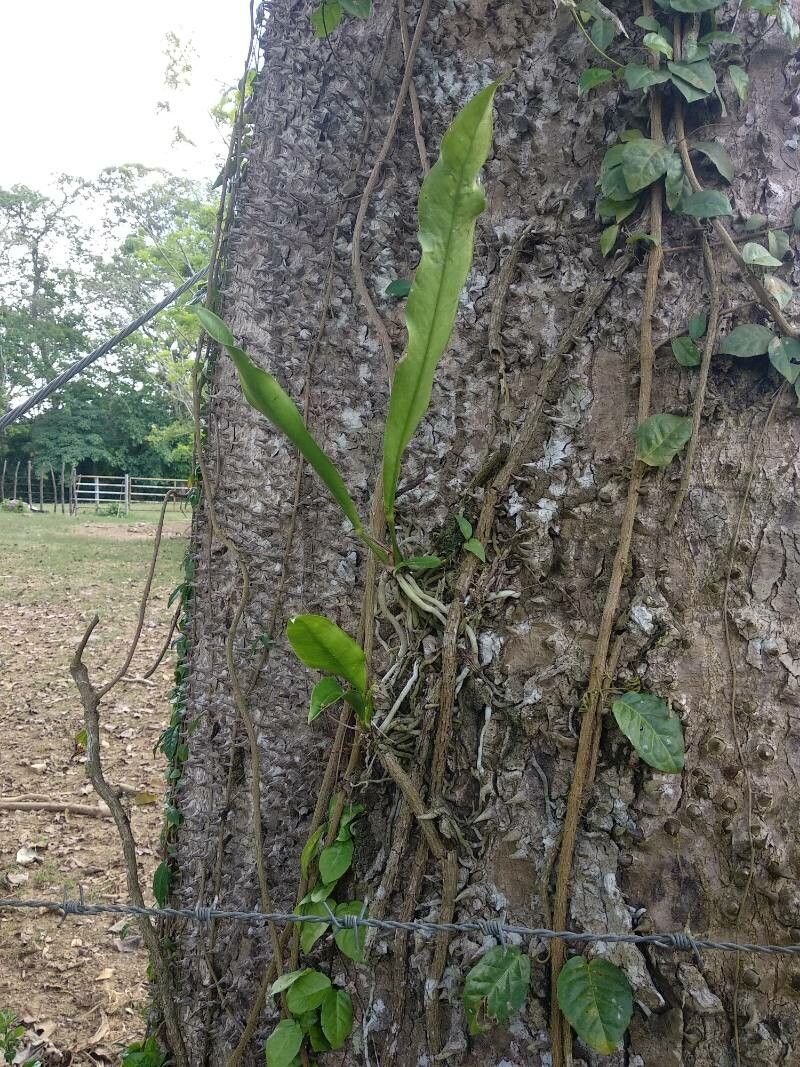 Campyloneurum brevifolium — houseplant care guide