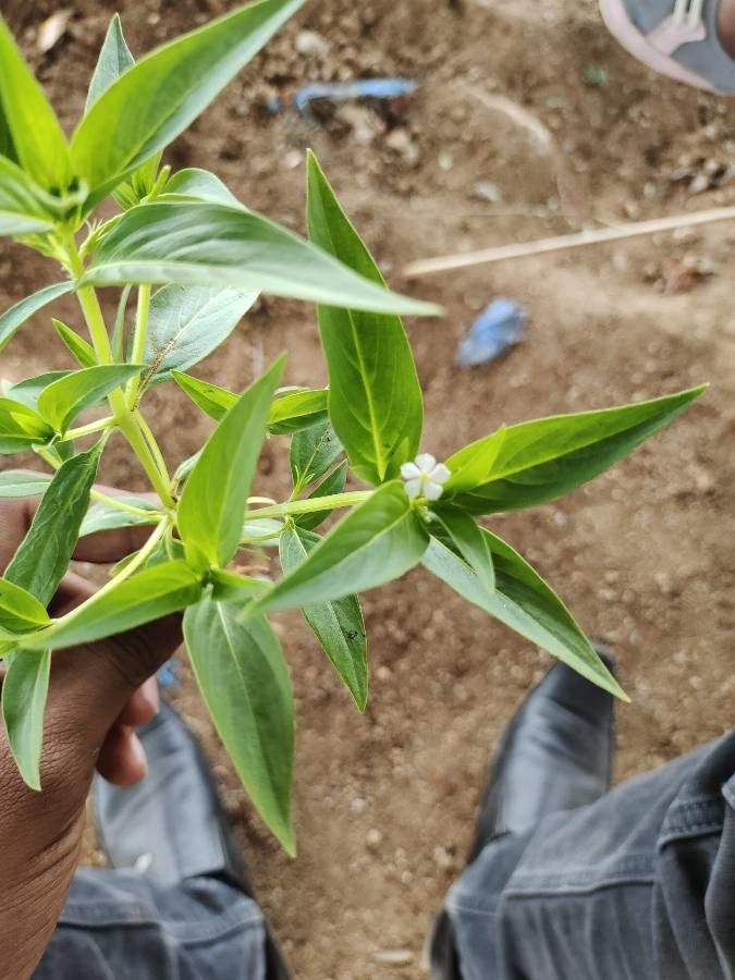 Catharanthus pusillus flower