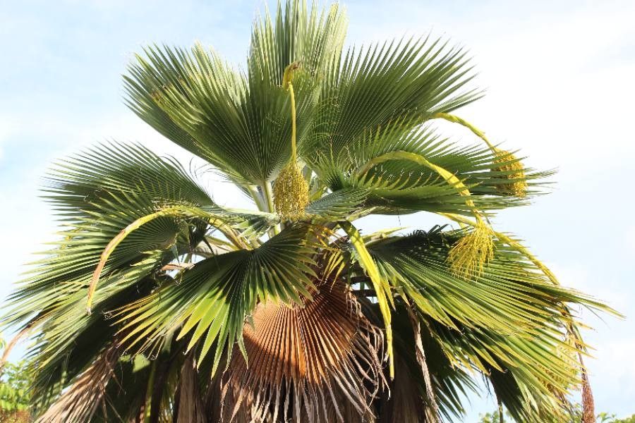 Pritchardia pacifica — search result for 'Fiji'