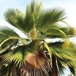 Pritchardia pacifica