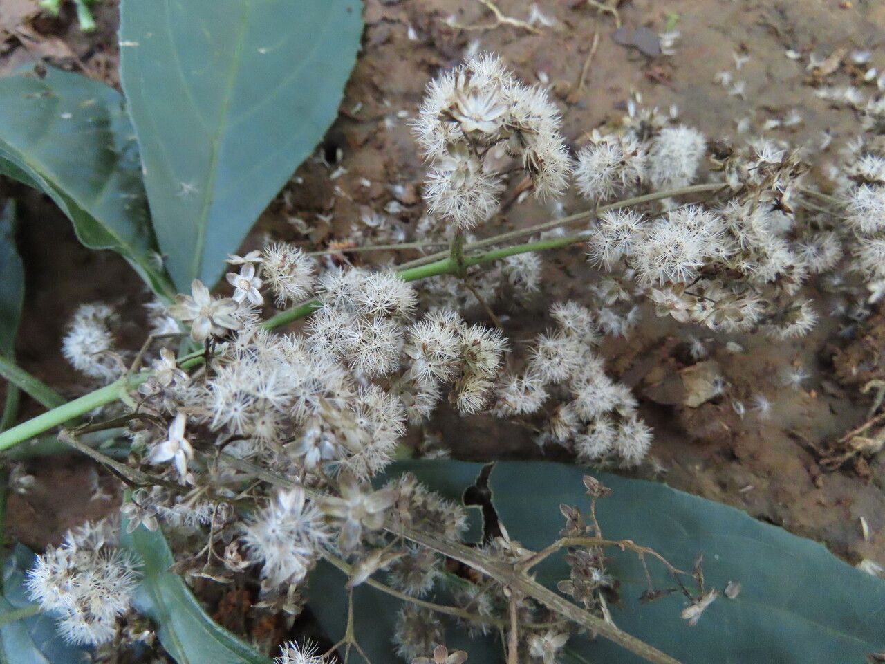 Koanophyllon hylonomum flower