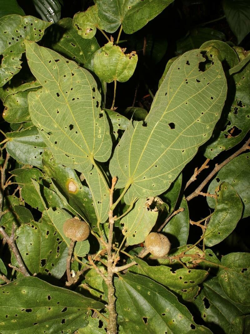 Matisia tinamastiana — houseplant care guide