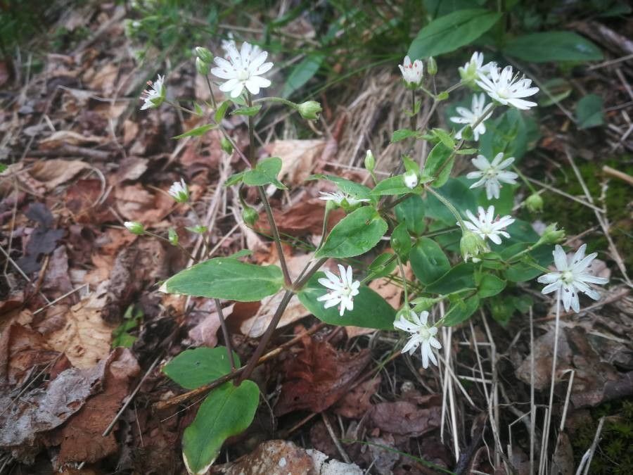 Stellaria pubera habit