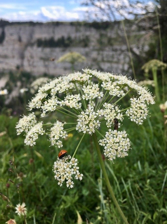 Laserpitium siler flower